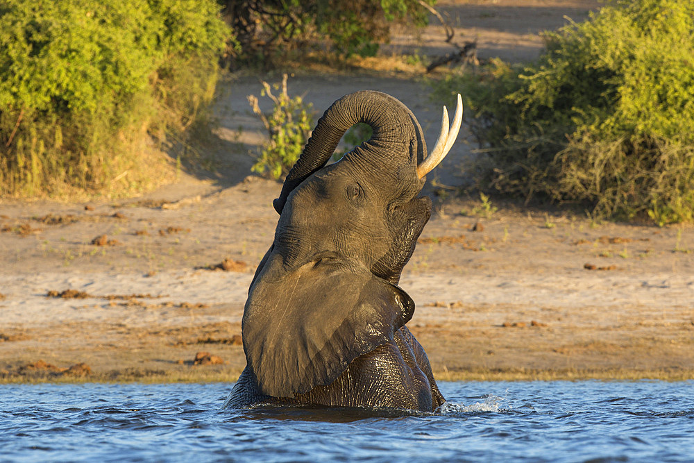 African elephant (Loxodonta africana) playing in river, Chobe River, Botswana, Africa