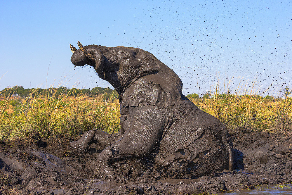 African elephant (Loxodonta africana) mudbathing, Chobe River, Botswana, Africa