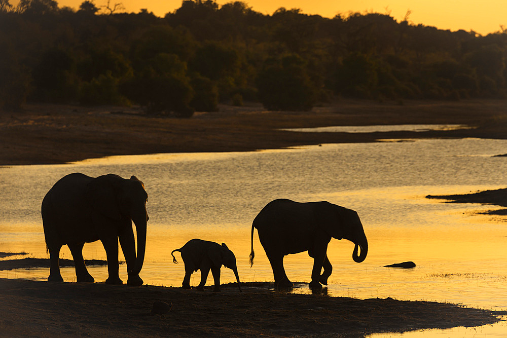 African elephant (Loxodonta africana) at sunset, Chobe River, Botswana, Africa