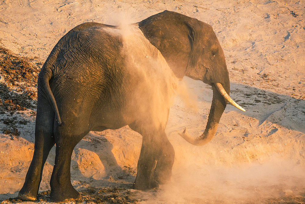 African elephant (Loxodonta africana) at dust bath, Chobe National Park, Botswana, Africa