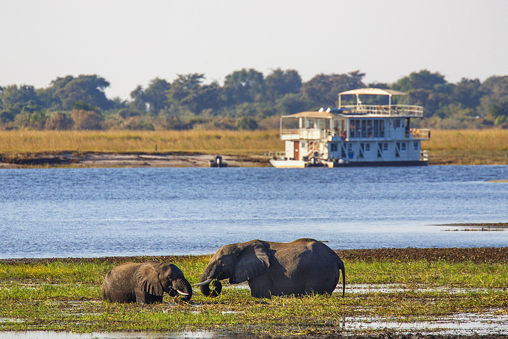 African elephants (Loxodonta africana) grazing, Chobe River, Botswana, Africa