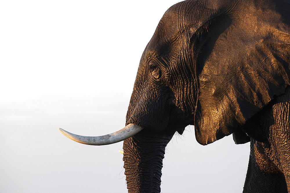 African elephant (Loxodonta africana), Chobe National Park, Botswana, Africa