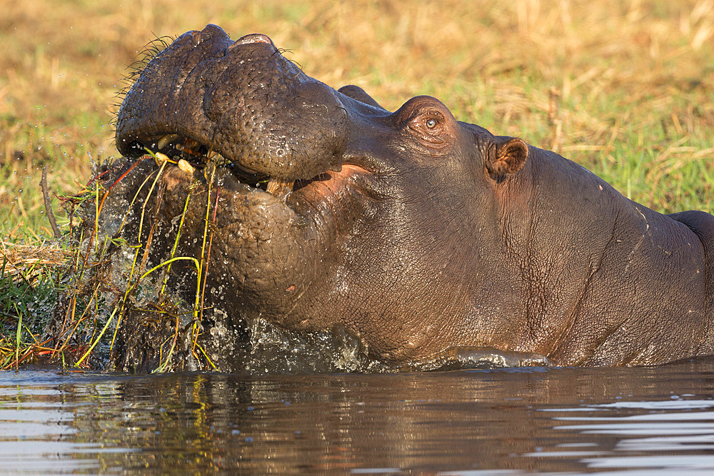 Hippopotamus (Hippopotamus amphibius) feeding, Chobe River, Botswana, Africa