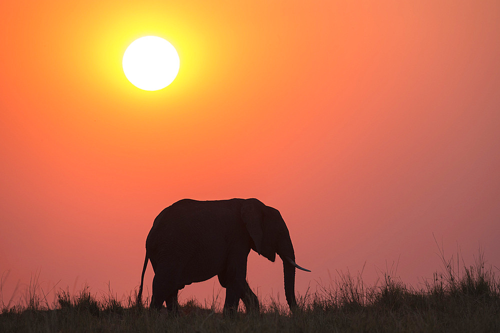 African elephant (Loxodonta africana) at sunset, Botswana, Africa