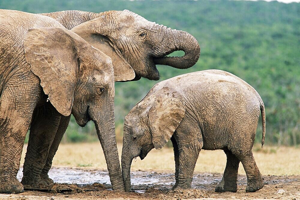 African elephant, Loxodonta africana, Addo National Park, South Africa, Africa