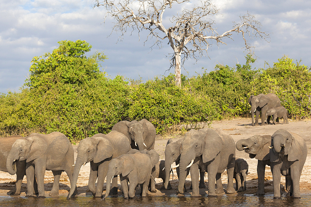 African elephants (Loxodonta africana) drinking at river, Chobe River, Botswana, Africa