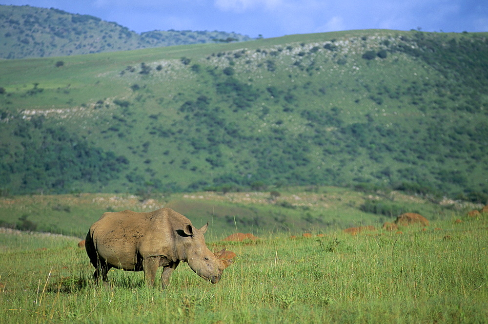 White rhino (Ceratotherium simum), Itala Game Reserve, KwaZulu Natal, South Africa, Africa