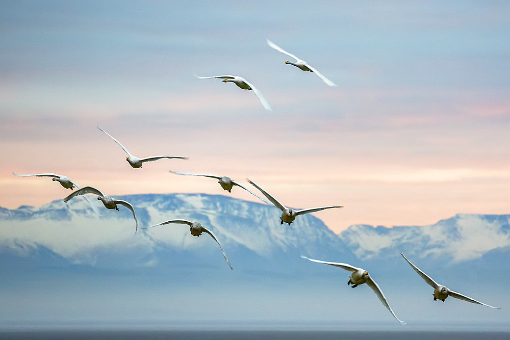 Whooper swans (Cygnus cygnus), flying at sunset, Caerlaverock Wildfowl and Wetland Trust, Dumfries and Galloway, Scotland, United Kingdom, Europe