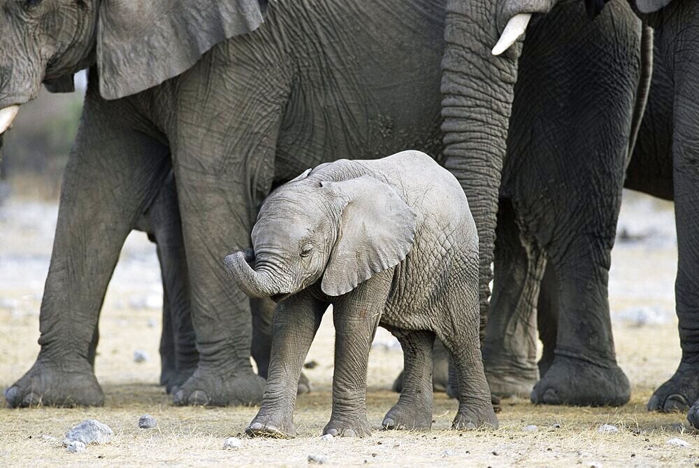 Young African elephant, Loxodonta africana, with adult group, Etosha National Park, Namibia, Africa