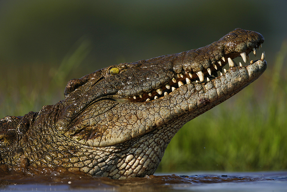 Nile crocodile (Crocodylus niloticus), Zimanga Private Game Reserve, KwaZulu-Natal, South Africa, Africa