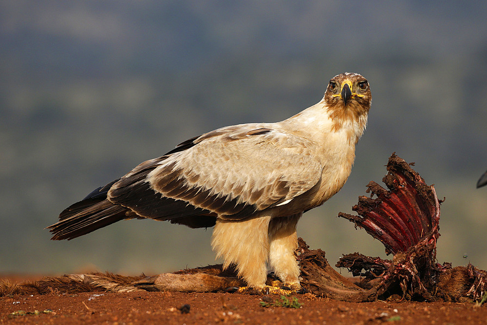 Tawny eagle (Aquila rapax) on carcass, Zimanga Private Game Reserve, KwaZulu-Natal, South Africa, Africa