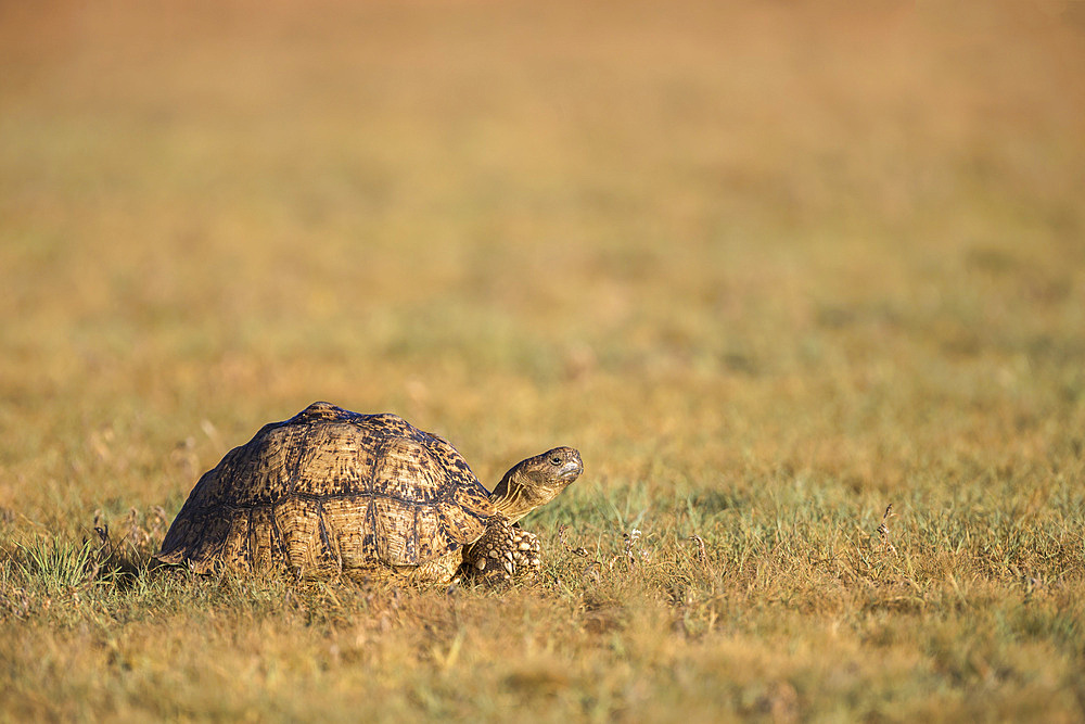 Leopard (mountain) tortoise (Stigmochelys pardalis), Kgalagadi Transfrontier Park, Northern Cape, South Africa, Africa