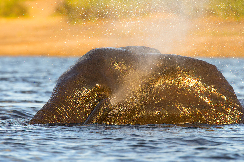 African elephant (Loxodonta africana) in water, Chobe River, Botswana, Africa