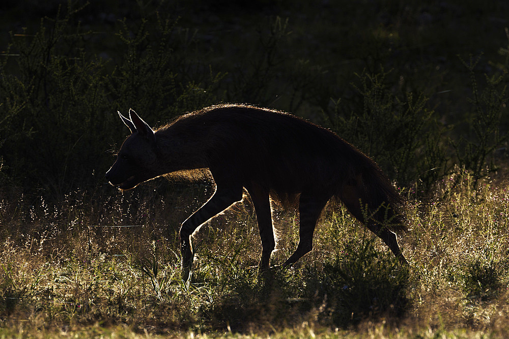 Brown hyaena (Hyaena brunnea), Kgalagadi Transfrontier Park, Northern Cape, South Africa, Africa