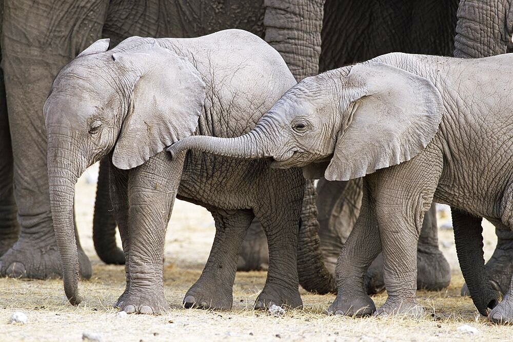 Baby African elephants, Loxodonta africana, Etosha National Park, Namibia, Africa