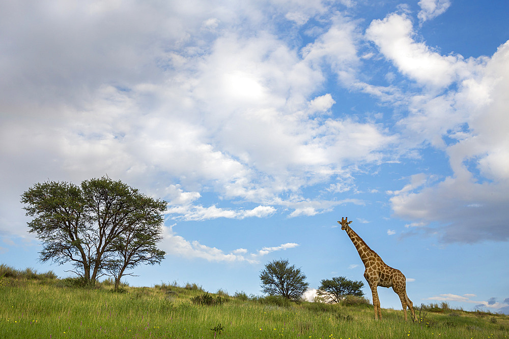 Giraffe (Giraffa camelopardalis), Kgalagadi Transfrontier Park, Northern Cape, South Africa, Africa