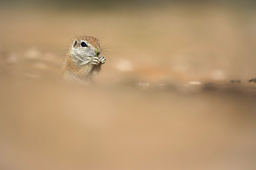 Ground squirrel (Xerus inauris), Kgalagadi Transfrontier Park, Northern Cape, South Africa, Africa