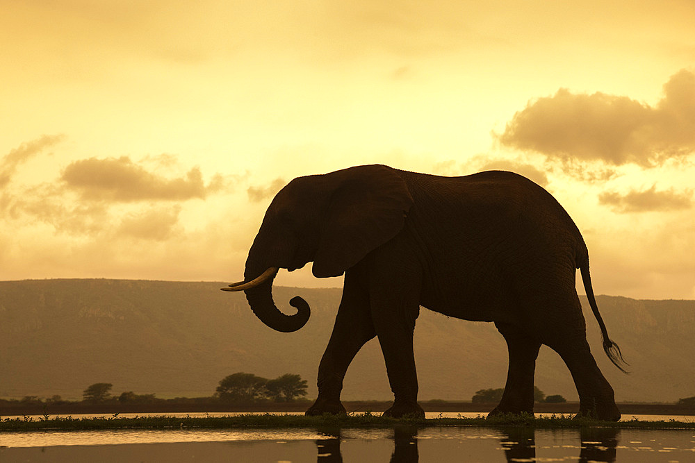 African elephant (Loxodonta Africana) bull at dusk, Zimanga Private Game Reserve, KwaZulu-Natal, South Africa, Africa