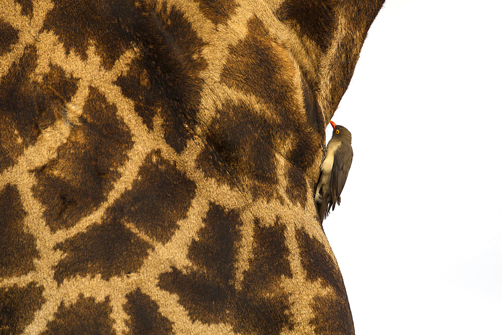 Giraffe (Giraffa camelopardalis) with redbilled oxpecker, Kruger National Park, South Africa, Africa