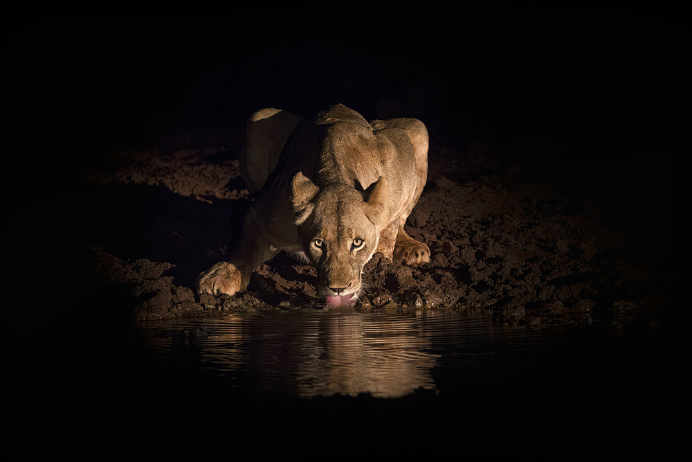 Lioness (Panthera leo) drinking at night, Zimanga Private Game Reserve, KwaZulu-Natal, South Africa, Africa