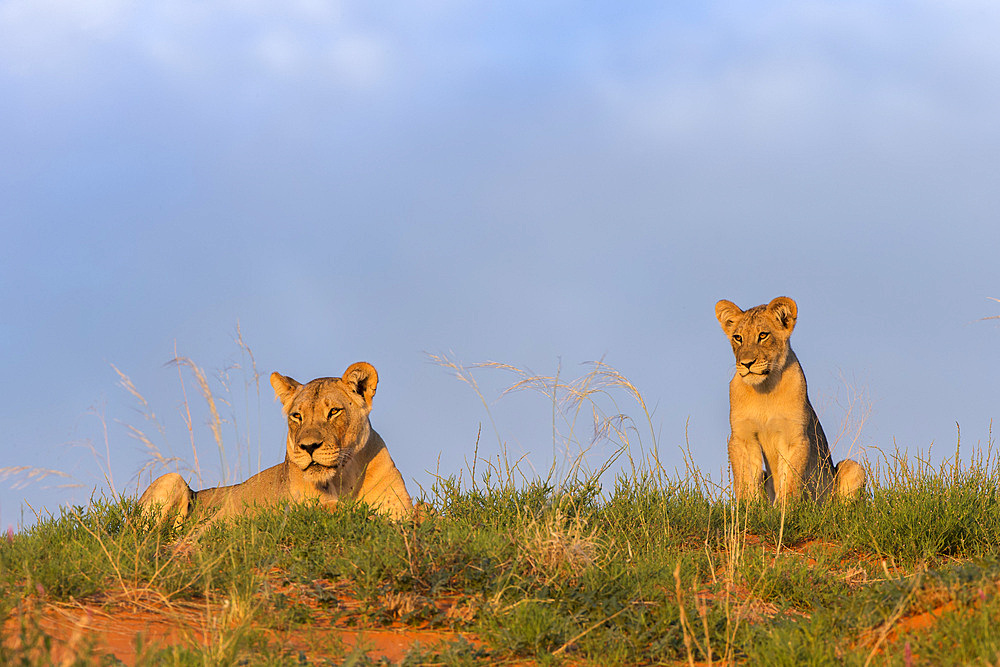 Lioness (Panthera leo) with cub, Kgalagadi Transfrontier Park, Northern Cape, South Africa, Africa