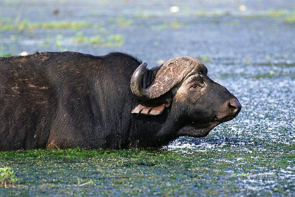 Buffalo, Syncerus caffer, cooling off, Kruger National Park, South Africa, Africa