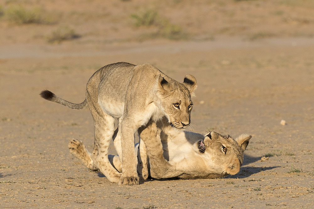 Young lions (Panthera leo) playing, Kgalagadi Transfrontier Park, Northern Cape, South Africa, Africa