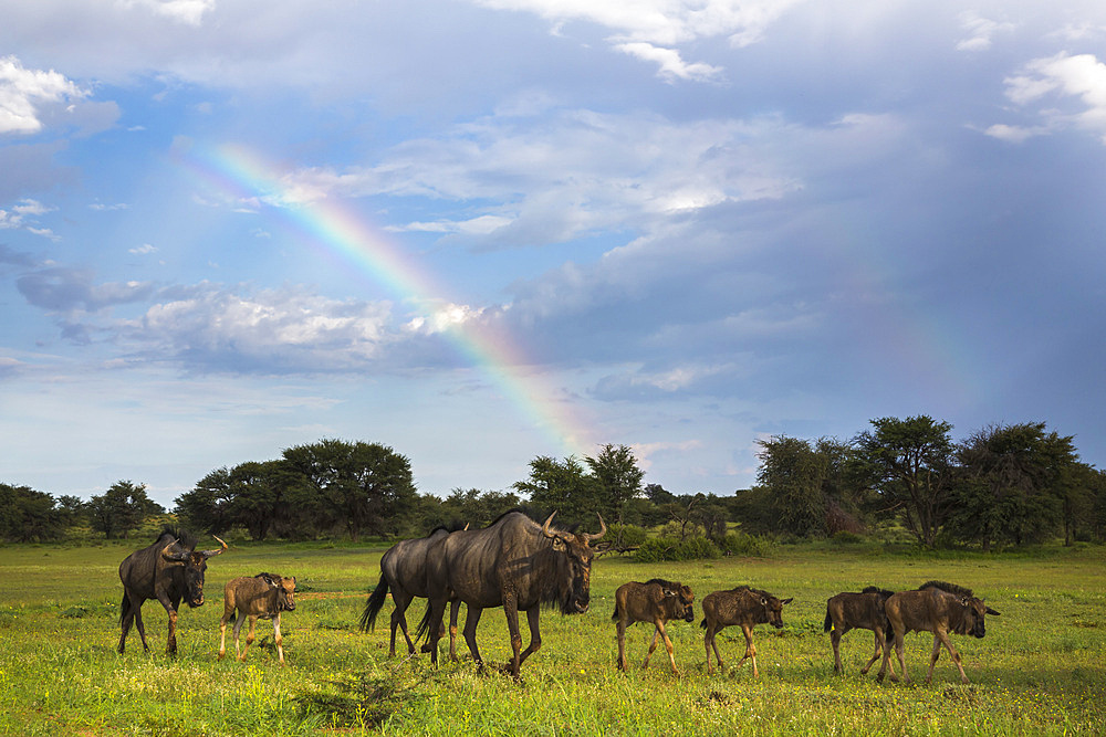 Common (blue) wildebeest (gnu), (Connochaetes taurinus), Kgalagadi Transfrontier Park, Northern Cape, South Africa, Africa