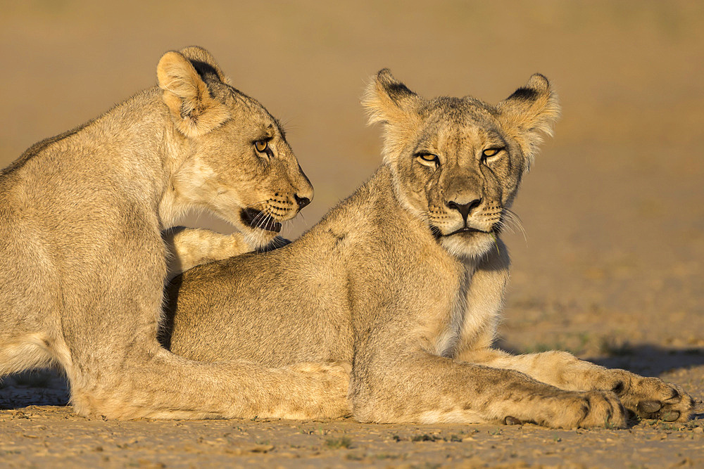 Young lions (Panthera leo), Kgalagadi Transfrontier Park, Northern Cape, South Africa, Africa