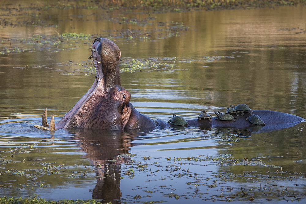 Hippopotamus (Hippopotamus amphibius) with terrapins, Kruger National Park, South Africa, Africa