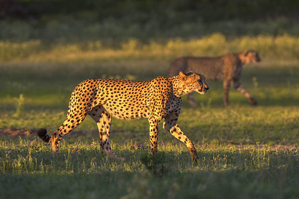 Cheetah (Acinonyx jubatus), Kgalagadi Transfrontier Park, Northern Cape, South Africa, Africa