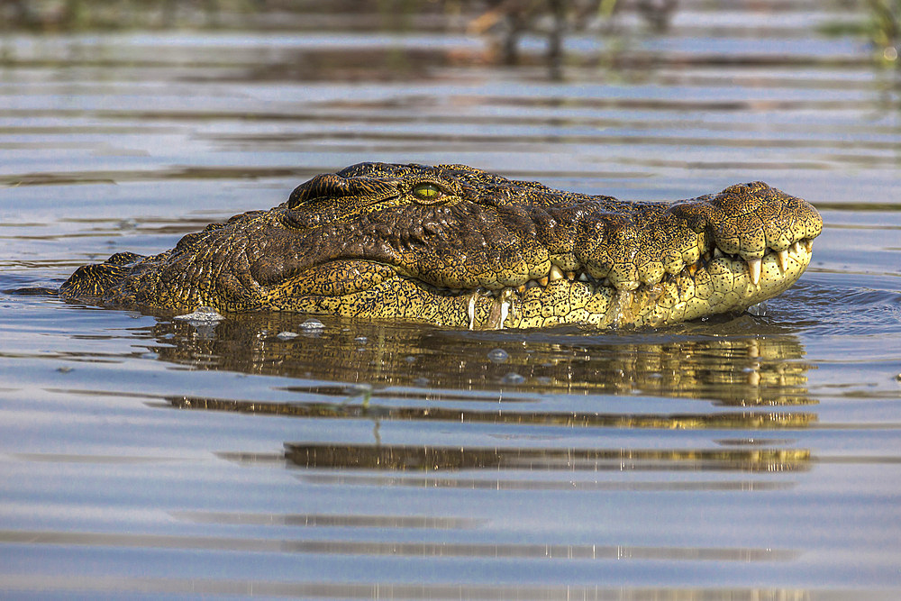 Nile crocodile (Crocodylus niloticus), Chobe River, Botswana, Africa