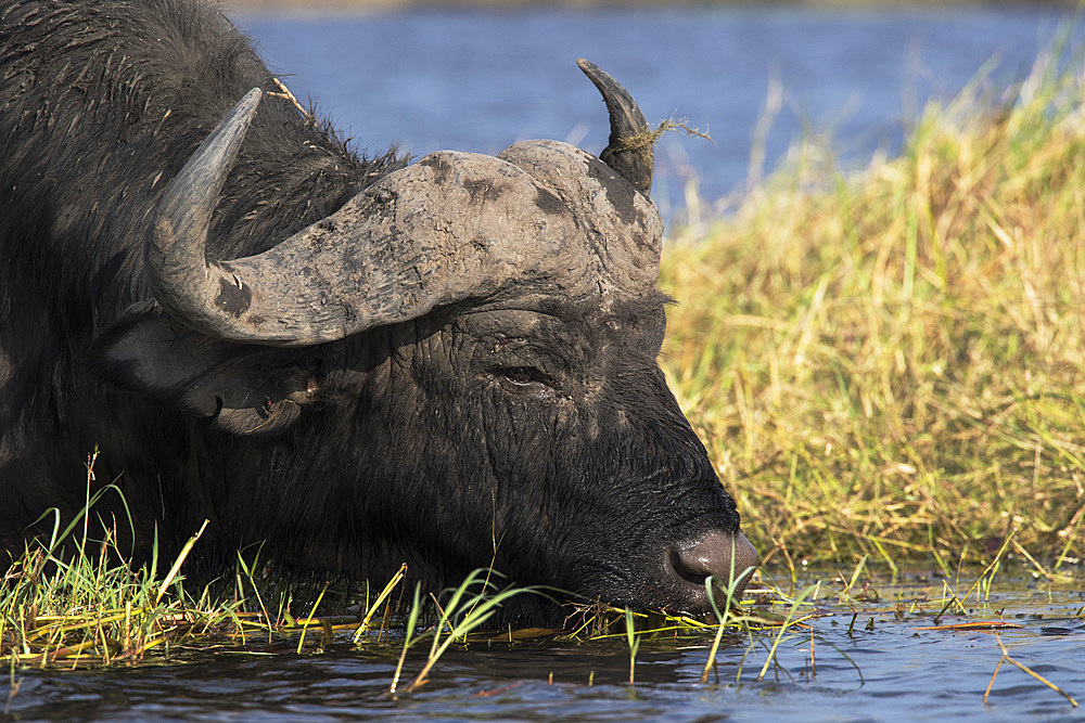 Cape buffalo (Syncerus caffer), Chobe River, Botswana, Africa