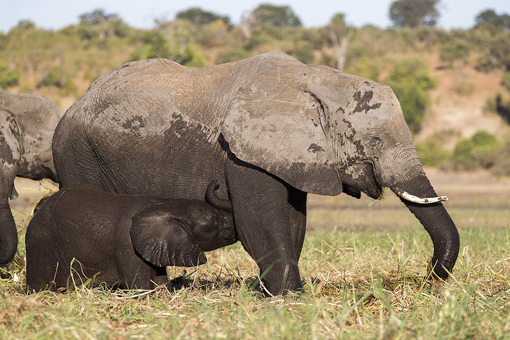 Elephant (Loxodonta africana) suckling, Chobe National Park, Botswana, Africa