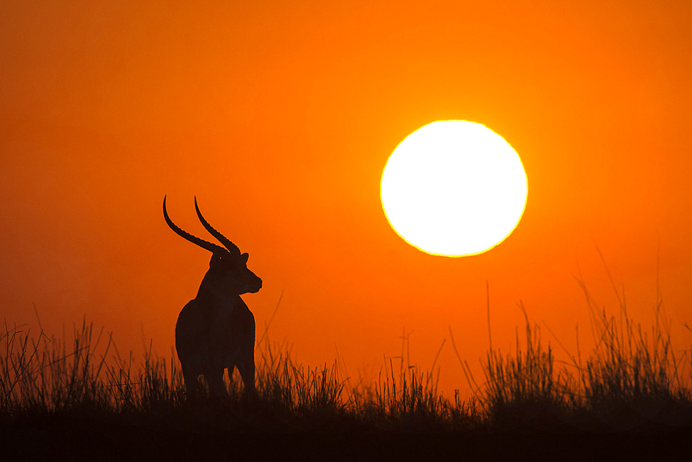 Red lechwe (Kobus lechwe) male at sunset, Chobe National Park, Botswana, Africa