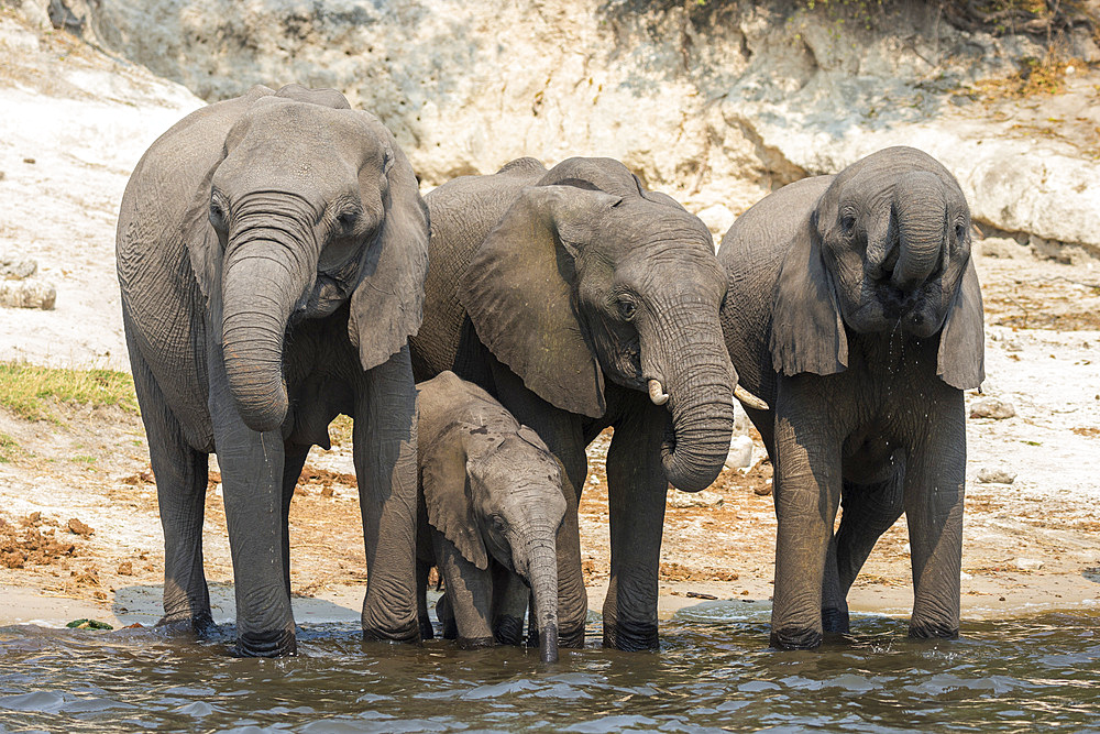 African elephant (Loxodonta africana) drinking at river, Chobe River, Botswana, Africa