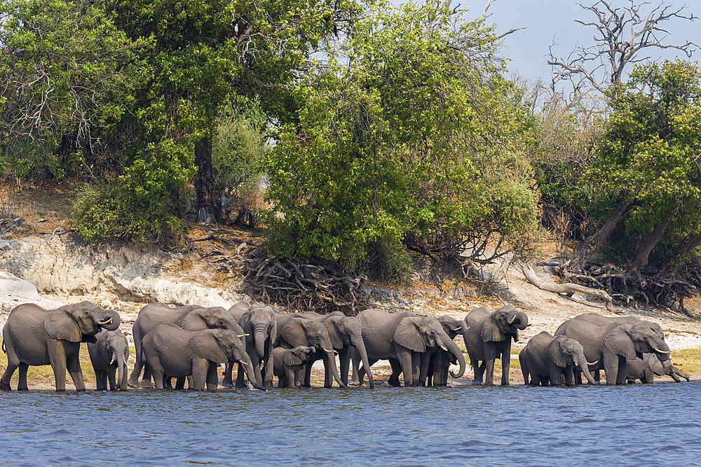 African elephants (Loxodonta africana) drinking at river, Chobe River, Botswana, Africa