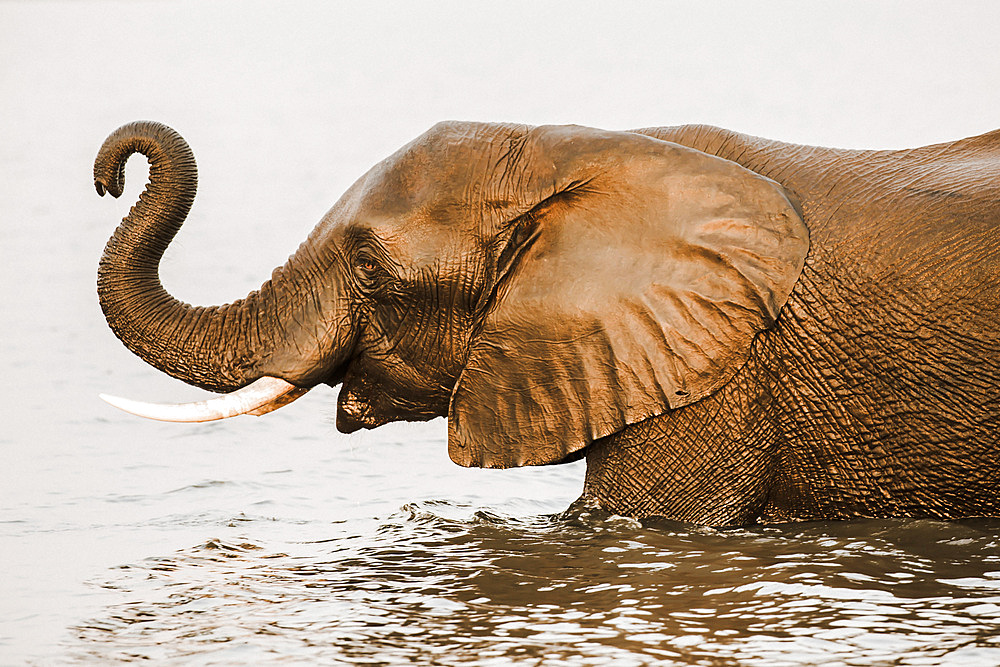 African elephant (Loxodonta africana) in river, Chobe River, Botswana, Africa