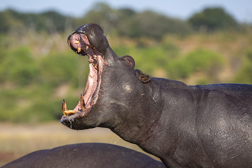 Hippo (Hippopotamus amphibius) yawning, Chobe National Park, Botswana, Africa