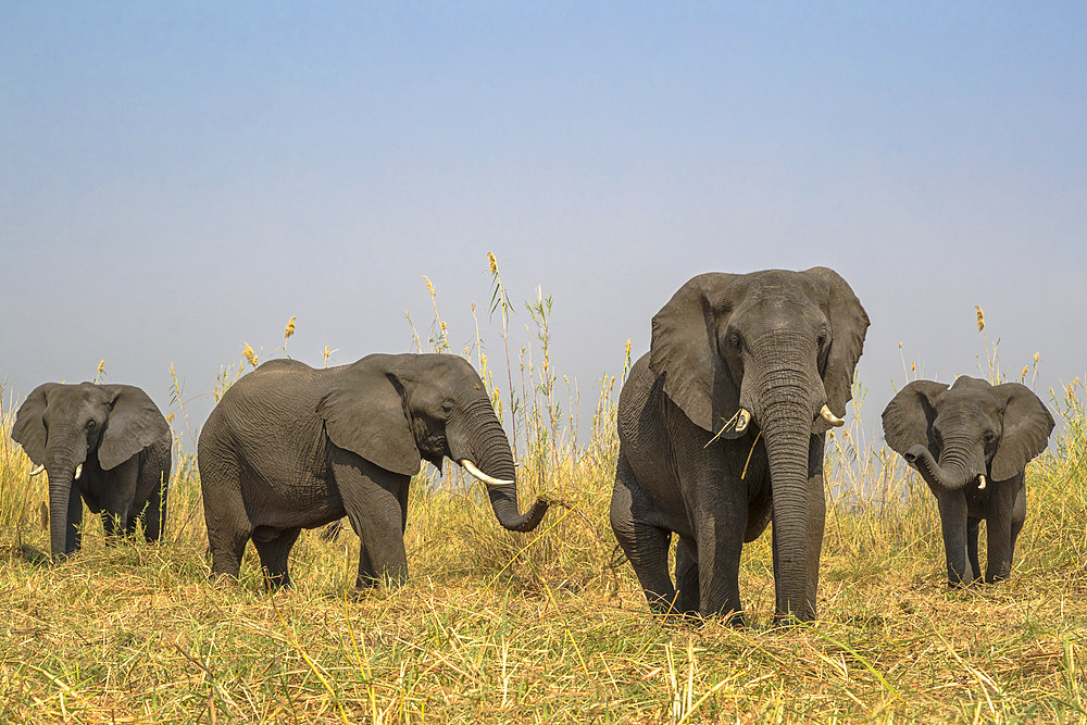 African elephants (Loxodonta africana), Chobe River, Botswana, Africa