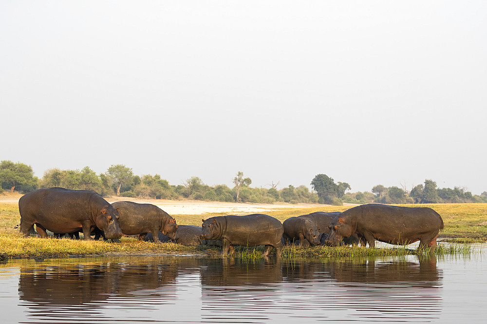 Hippos (Hippopotamus amphibius), Chobe River, Botswana, Africa