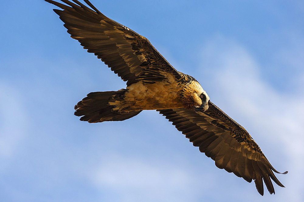 Bearded vulture (Gypaetus barbatus), Giant's Castle Game Reserve, KwaZulu-Natal, South Africa, Africa