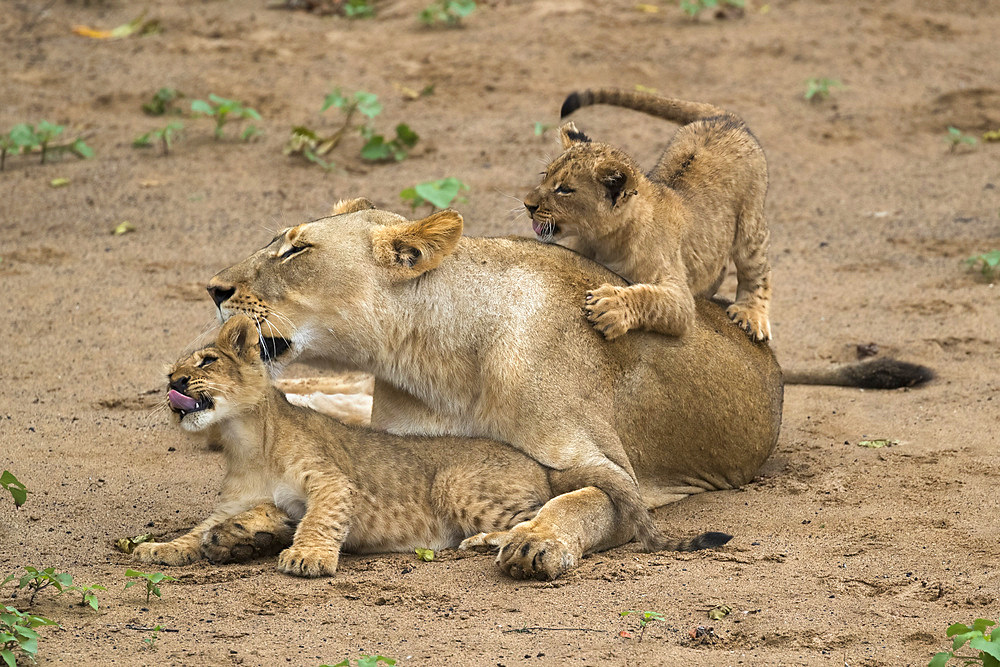 Lioness (Panthera leo) with cubs, Zimanga Game Reserve, KwaZulu-Natal, South Africa, Africa