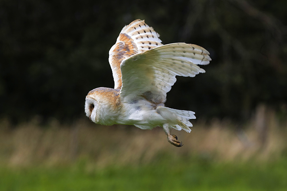 Barn owl (Tyto alba), captive, Cumbria, England, United Kingdom, Europe