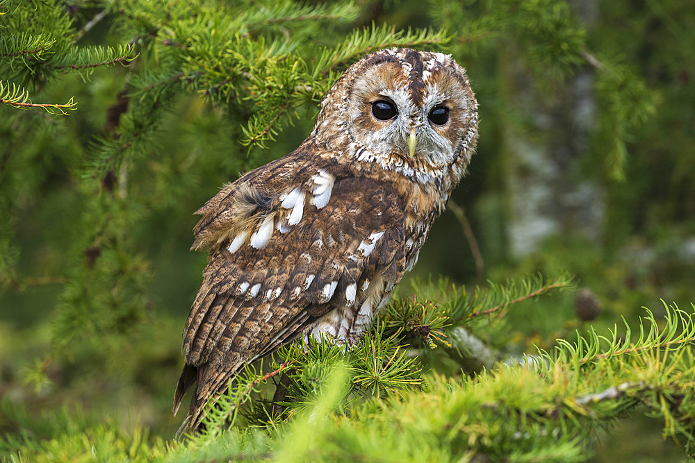 Tawny owl (Strix aluco), captive, Cumbria, England, United Kingdom, Europe