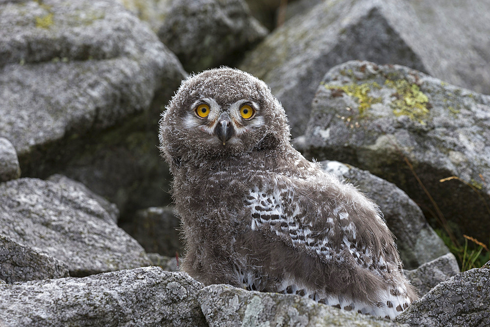 European (Eurasian) eagle owl (Bubo bubo) chick, captive, Cumbria, England, United Kingdom, Europe