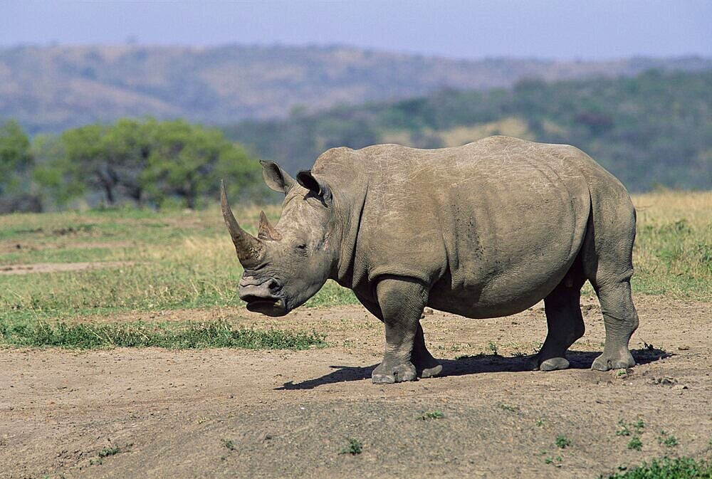 White rhinoceros (rhino), Ceratotherium simum, Hluhluwe, South Africa, Africa