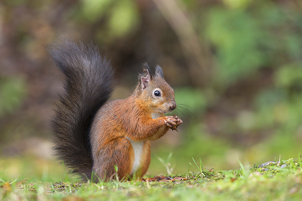 Red squirrel (Sciurus vulgaris), Eskrigg Nature Reserve, Lockerbie, Scotland, United Kingdom, Europe