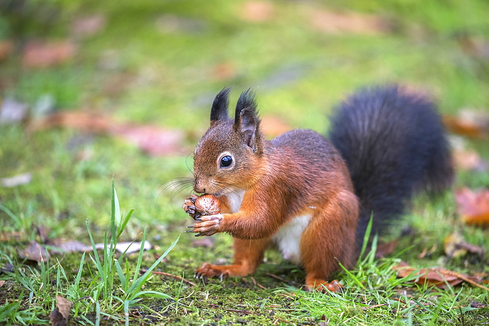 Red squirrel (Sciurus vulgaris), Eskrigg Nature Reserve, Lockerbie, Scotland, United Kingdom, Europe