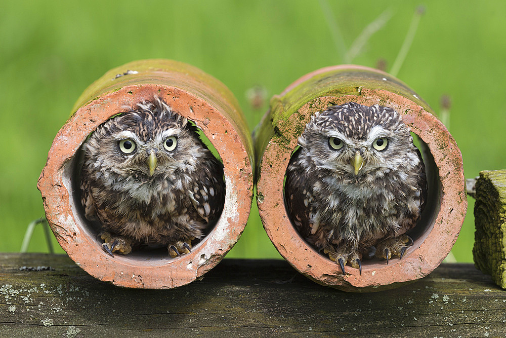 Little owls (Athene noctua), captive, Cumbria, England, United Kingdom, Europe